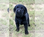 Small #33 Labrador Retriever