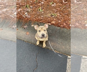 American Bully-Rottweiler Mix Puppy for sale in AUSTELL, GA, USA