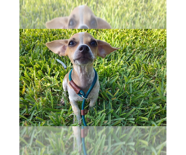 Medium Photo #1 Chihuahua-Unknown Mix Puppy For Sale in New York, NY, USA