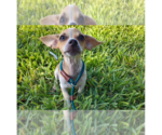 Small Chihuahua Mix