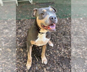 Mandy - Female American Pit Bull Terrier Dog for Adoption - Photo #4