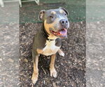 Small #3 American Pit Bull Terrier