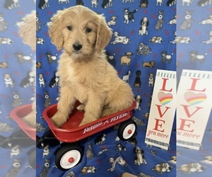 English Cream Golden Retriever-Poodle (Standard) Mix Puppy for sale in DEARBORN, MO, USA