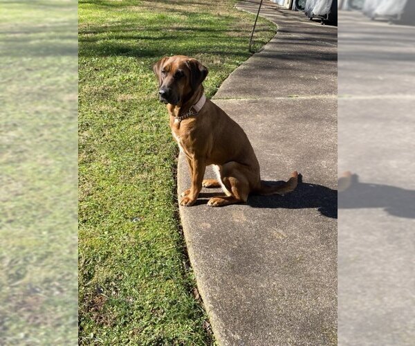 Medium Photo #1 Redbone Coonhound-Unknown Mix Puppy For Sale in Ball Ground, GA, USA