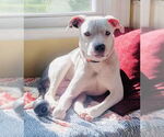 Small #31 American Pit Bull Terrier Mix
