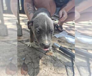 American Staffordshire Terrier Dogs for adoption in San Antonio, TX, USA