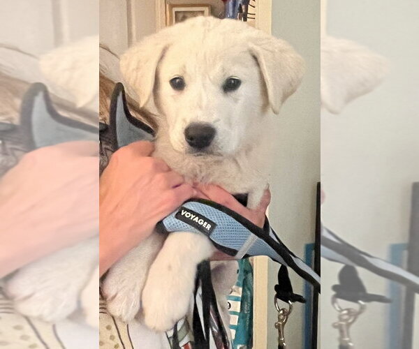 Medium Photo #2 Great Pyrenees Puppy For Sale in Dana Point, CA, USA