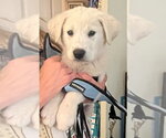 Small #1 Great Pyrenees