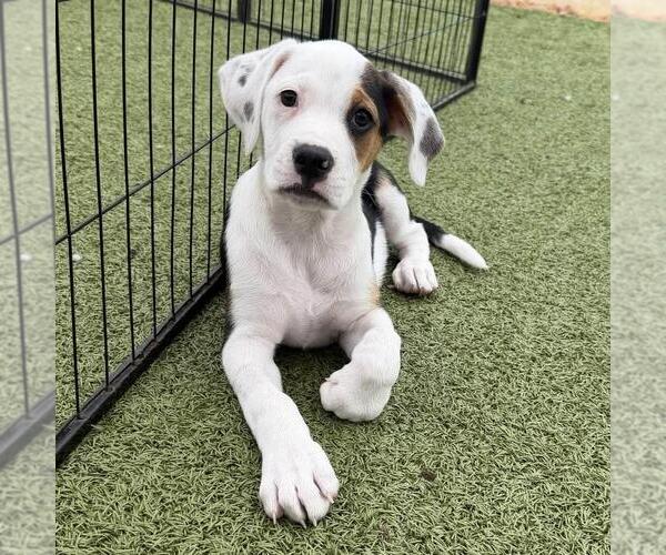 Medium Photo #5 Labrador Retriever-Unknown Mix Puppy For Sale in San Diego, CA, USA
