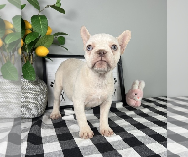 Medium Photo #4 French Bulldog Puppy For Sale in FRANKLIN, IN, USA