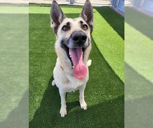 ELLIE - Female German Shepherd Dog-Unknown Mix Dog for Adoption - Photo #2
