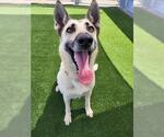Small #1 German Shepherd Dog Mix