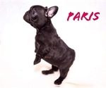 Small Photo #7 French Bulldog Puppy For Sale in PEARLAND, TX, USA