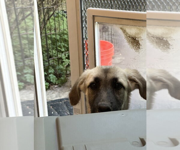 Medium Photo #4 German Shepherd Dog-Unknown Mix Puppy For Sale in West Sacramento, CA, USA