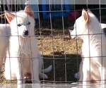 Small Photo #15 German Shepherd Dog Puppy For Sale in FERN CREEK, KY, USA