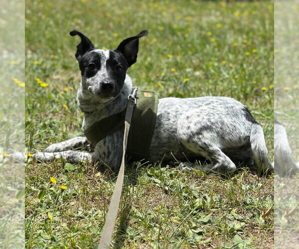 Medium Photo #4 Mutt Puppy For Sale in Candler, NC, USA