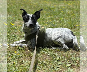 Numa - Female Mutt Dog for Adoption - Photo #4