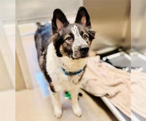 Siberian Husky Dogs for adoption in Denver, CO, USA