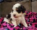 Small #10 Miniature Bernedoodle