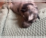 Small Photo #9 Australian Shepherd Puppy For Sale in YADKINVILLE, NC, USA