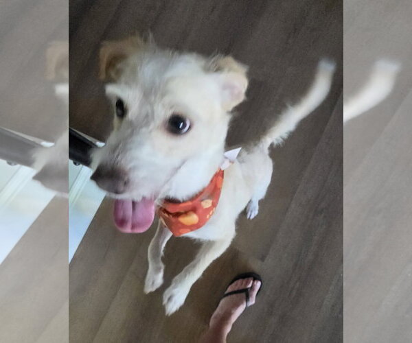 Medium Photo #9 Mutt Puppy For Sale in Corona, CA, USA