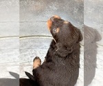 Small #11 YorkiePoo
