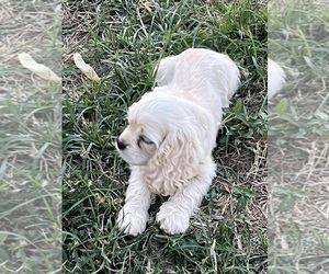 Cocker Spaniel Puppy for sale in HODGENVILLE, KY, USA