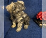 Small #17 Schnauzer (Miniature)