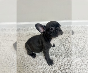 French Bulldog Puppy for sale in CHARLESTON, SC, USA