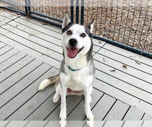 Siberian Husky Dogs for adoption in Orange, CA, USA