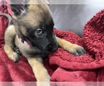 Small Photo #35 Belgian Malinois Puppy For Sale in REESEVILLE, WI, USA