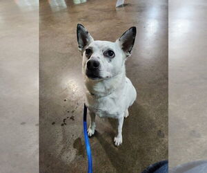 Chip-Sponsored - Male Chihuahua-Unknown Mix Dog for Adoption - Photo #10
