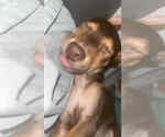 Small #4 Mutt