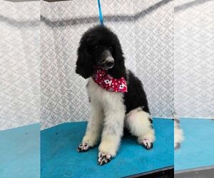 Poodle (Standard) Puppy for sale in CHASE, MI, USA