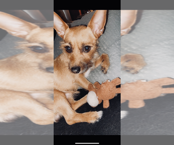 Medium Photo #1 Chorkie Puppy For Sale in MILWAUKEE, WI, USA