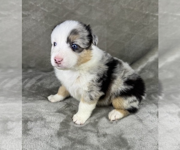Medium Photo #51 Australian Shepherd Puppy For Sale in SALISBURY, NC, USA