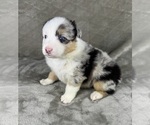 Small Photo #51 Australian Shepherd Puppy For Sale in SALISBURY, NC, USA