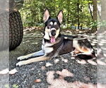 Small #3 German Shepherd Dog Mix