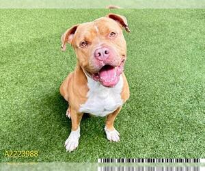 American Pit Bull Terrier Dogs for adoption in West Palm Beach, FL, USA