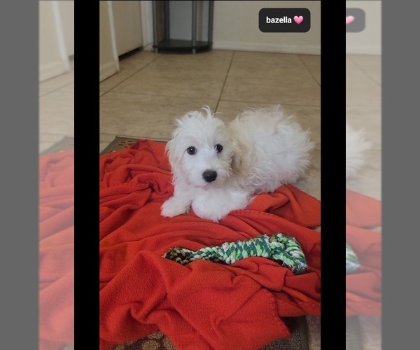 Medium Photo #2 Havanese Puppy For Sale in TUCSON, AZ, USA