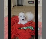 Small #1 Havanese