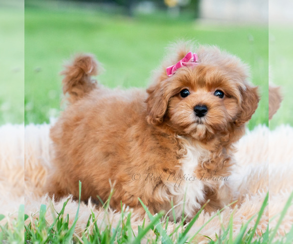 Medium Photo #2 Maltipoo (Toy) Puppy For Sale in WARSAW, IN, USA