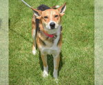 Small #3 Carolina Dog-German Shepherd Dog Mix
