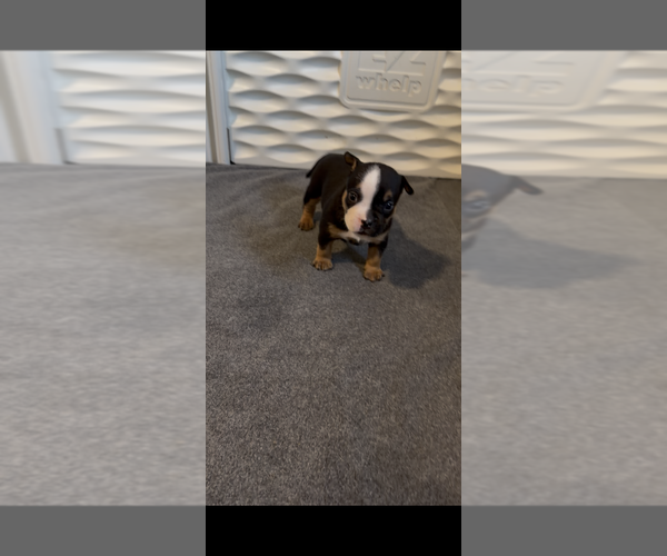 Medium Photo #1 American Bully Puppy For Sale in SOUTH BEND, IN, USA