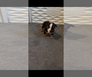 American Bully Puppy for sale in SOUTH BEND, IN, USA