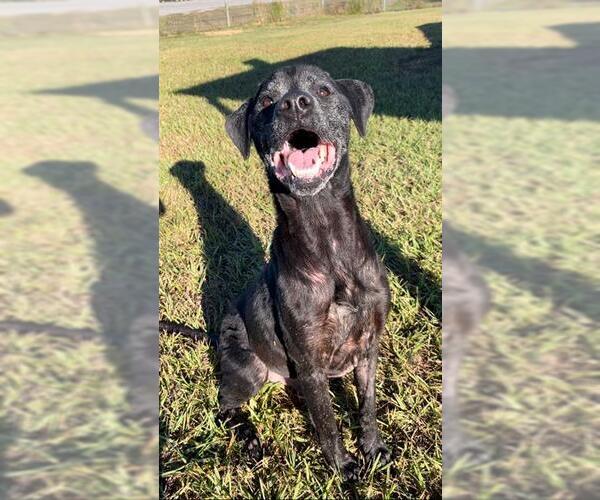 Medium Photo #1 Labrador Retriever Puppy For Sale in Rosenberg, TX, USA