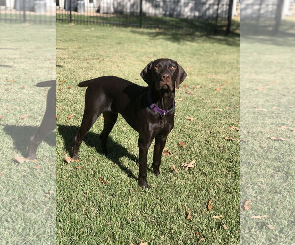 Medium Photo #5 German Shorthaired Pointer Puppy For Sale in Fort Worth, TX, USA