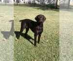 Small #4 German Shorthaired Pointer