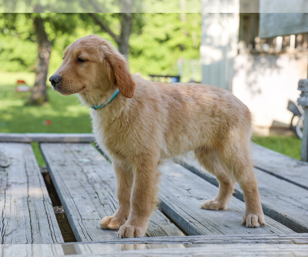 Medium Photo #4 Golden Retriever Puppy For Sale in LIBERTY, KY, USA