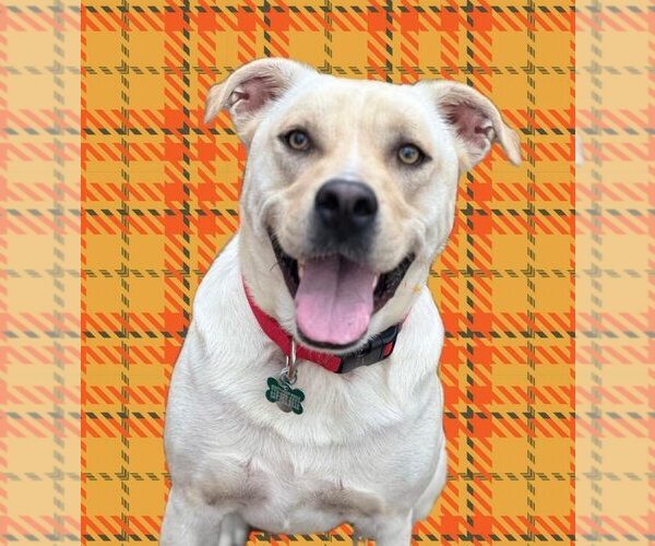 Medium Photo #3 Labrador Retriever-Unknown Mix Puppy For Sale in Houston, TX, USA